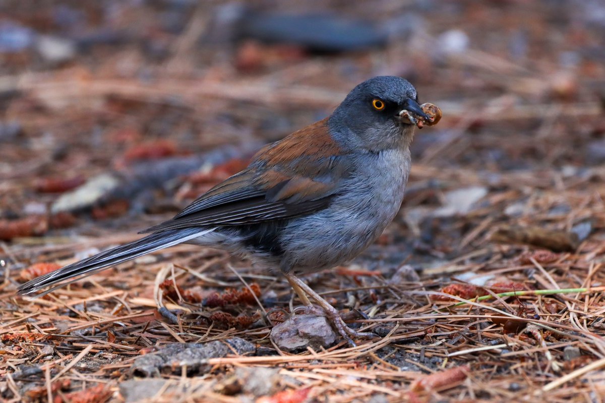 Anyway, here’s a very handsome Yellow-eyed Junco from Mount Lemmon.