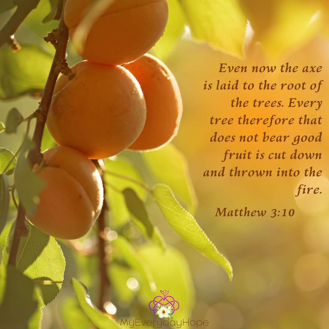 Is our love for God guiding us to live for Him or for ourselves? 

The fruit of how we are living will tell the tale.

#Matthew3_10 #GoodFruit #whatkindareyou #Liveitout #faith #Pray #God #LoveGod #LivingItWellThursday #NTThursday #ChristianLiving #MyEverydayHope