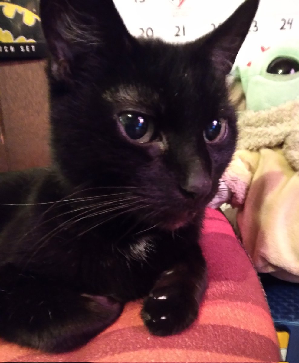 ThePeej3RD's tweet photo. @SimonsCat This is Shelby Buttons. She turned 16 last month. https://t.co/5vU908cJaL