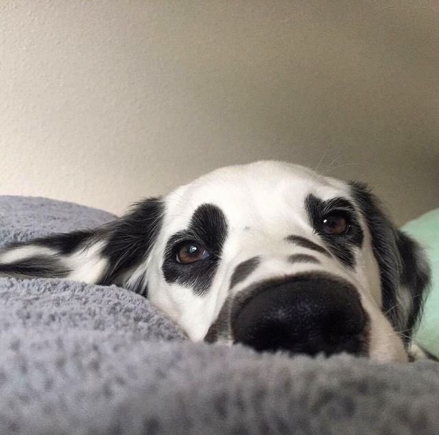 💖 (@twaniimals) on Twitter photo 