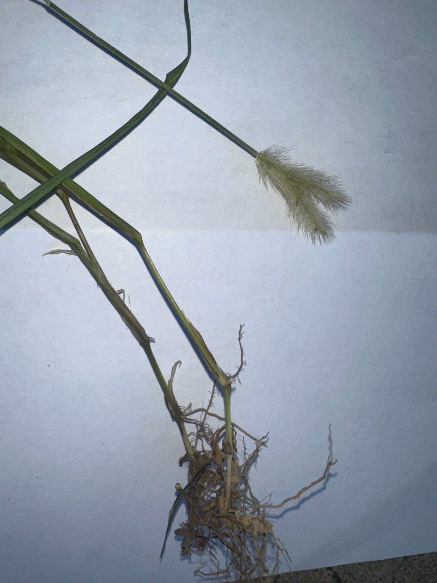 Another arsenal from the weed community against our crops and space. This is a mutated seedhead of knotroot foxtail. I believe all farmers and landowners knows what this means…