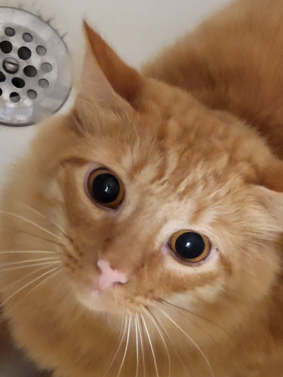 SpookyEcho's tweet photo. @GoodGuyAjax @gammaknight1 Me after bungie announces eververse 2.0 https://t.co/fxGHeXIJcN