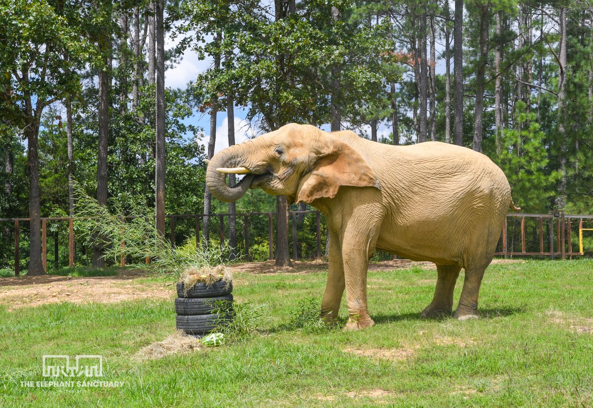 ElephantsTN's tweet image. Although we will certainly celebrate Jana on her arrival anniversary too, we decided to throw a little enrichment party for our newest herd mate in honor of her “real" birthday yesterday!