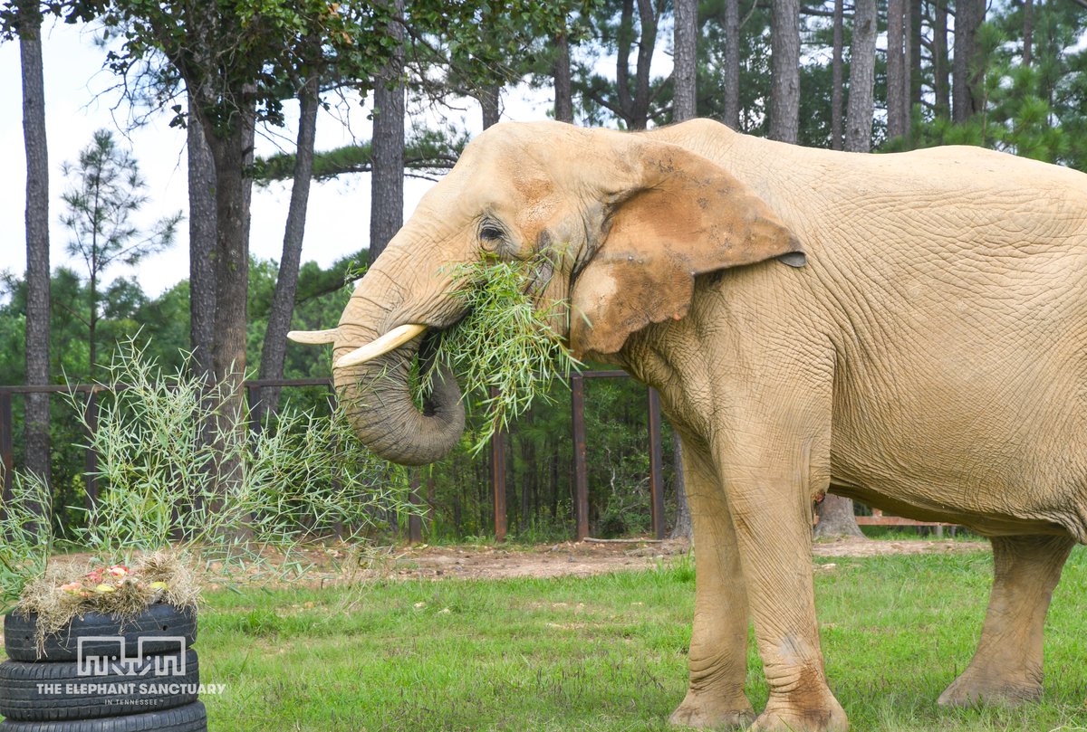 ElephantsTN's tweet image. She received a cake decorated with Mazuri pellets, strawberries, and apples, bamboo, hay, and a whole watermelon. We are happy to have you in our herd, Jana!