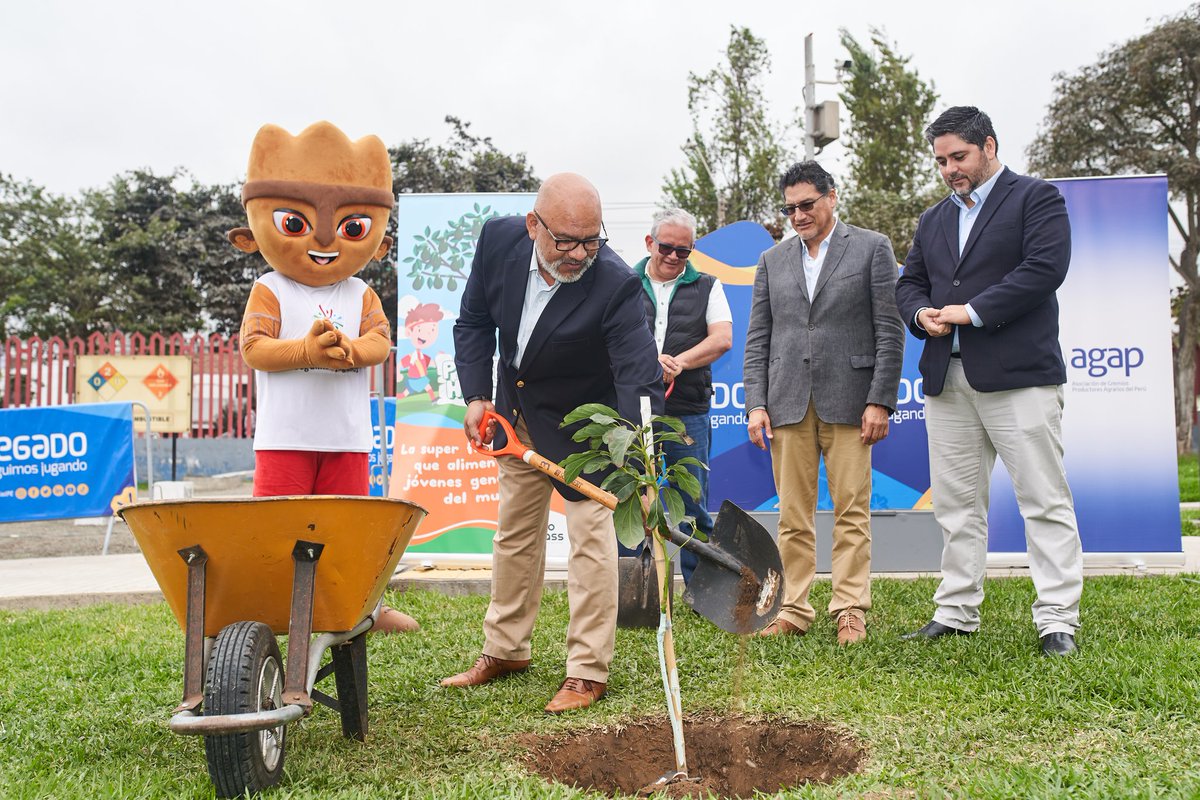 AGAP_PERU's tweet photo. En un gesto de agradecimiento por la hospitalidad brindada por @LegadoOficialPE a las dos primeras ediciones de #AgroFest, y con el objetivo de seguir impulsando el consumo de la palta Hass en el mercado interno, AGAP y #ProHass sembraron un árbol de palta Hass 🥑 en la Villa Deportiva Nacional (VIDENA). 

A través de este gesto, AGAP, ProHass y Legado reafirmaron su compromiso continuo con la promoción de hábitos de alimentación saludable, del deporte y de nuestra agricultura como sector estratégico 🌿.

Sigamos juntos sembrando un Perú Sostenible 🌎🤝.

Nota completa 👉 https://t.co/1FEA5Q3zJs

#AGAP #agricultura #PROHASS #Legado #Donaciónverde #peru #sostenible