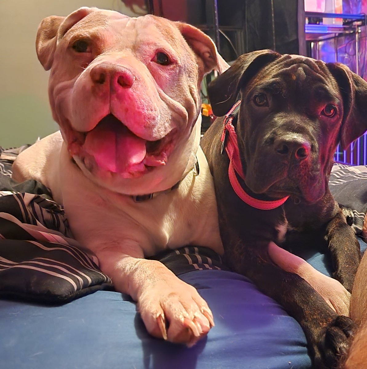 Best friends, so happy he loves this girl. I wasn't totally sure if he'd be happy or not adding another pup but I think I'm good 😌. Male pit and female cane corso
