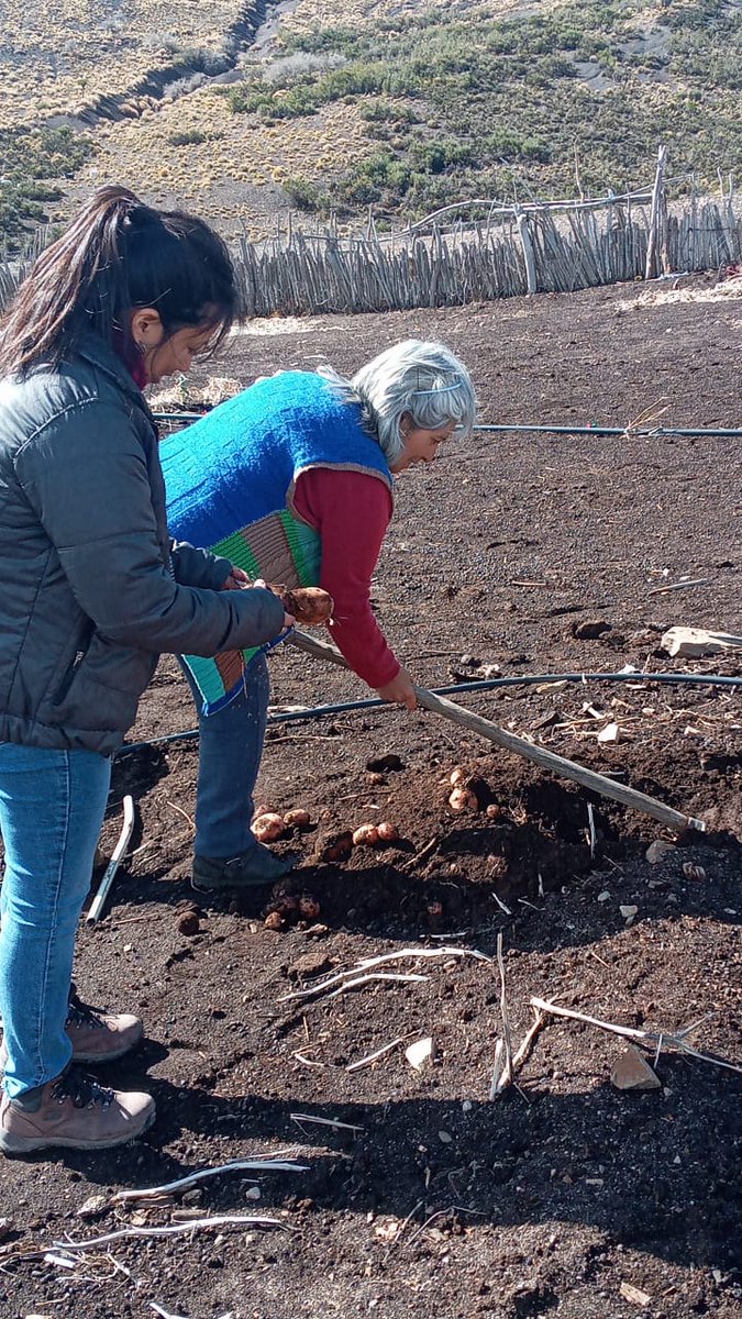 AmaliaSapag's tweet photo. Trabajamos para ampliar la cantidad de familias alcanzadas x la Ley d calidad frutihorticola. El equipo d @SPnqn recorrio Cajón de Almaza y la cuenca del Curi leuvu explicando los beneficios d ser parte de las Buenas prácticas hortícolas. @FLR_NQN https://t.co/e3N6s0KyNM