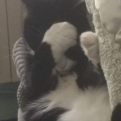 yangyang as cats! tweet media