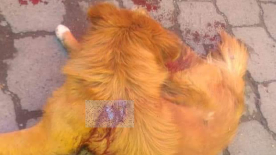 LetyVarela's tweet photo. El 19 de julio Israel “N” apuñaló a #Chispitas
Ocurrió en un tianguis de San Cristóbal Huichochitlán #Edomex
El carnicero lesionó el tórax del 🐕 después que éste se acercó al puesto de carne
HOY el comerciante fue trasladado al penal de Santiaguito acusado de #MaltratoAnimal https://t.co/fA1fekBoBX