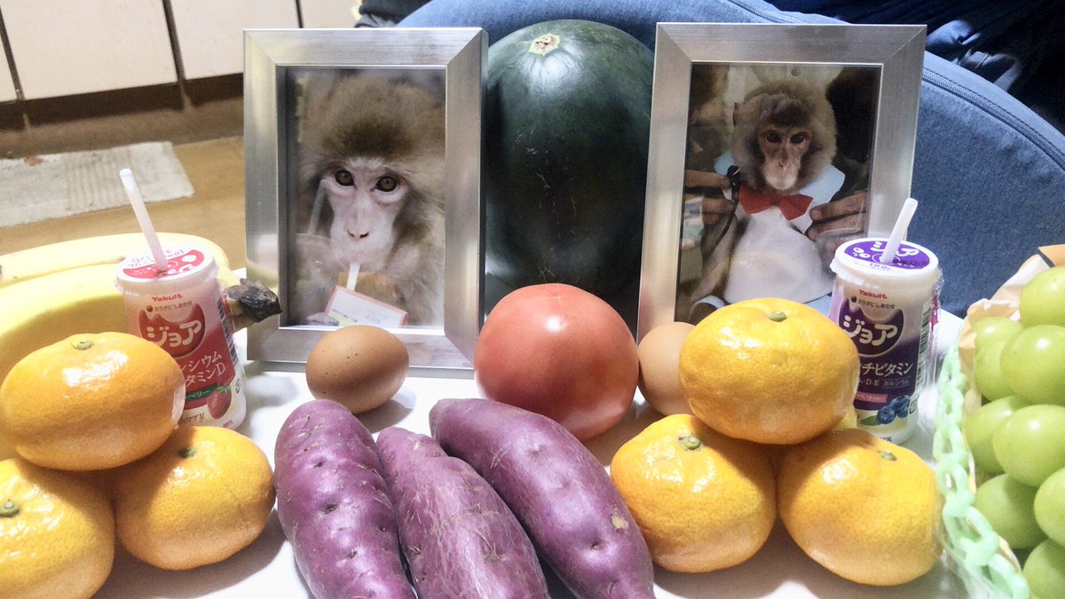 dax5577's tweet photo. 元祖therapymonkey
御供物すれば良い事が起きたり災難が小難に変わり長年の病の進行が止まったり🙈🙉🙊
多くの芸猿の中で稀に現れる神猿様です🧚♀️
#therapymonkey
#神猿
#モンキーエンターテイメント
#戦豆の猿まわし https://t.co/VP9JeRc5A2