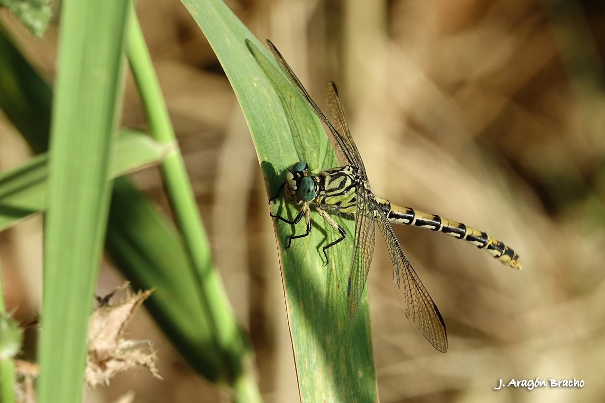 JoseAragonB's tweet photo. Onychogomphus forcipatus
Estepona (Málaga), Julio de 2023
Sony RX10M3   f/5.6   1/320s   ISO100 https://t.co/tyklRHHK2D