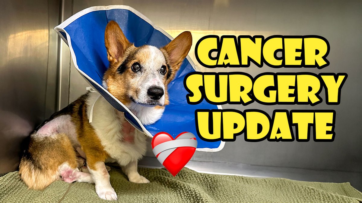 ryenlung's tweet photo. Finally! ❤️‍🩹 A New VLOG: Here's a full Update on Gatsby's Cancer Surgery and everything that happened, what we've been up to, and more. Watch: https://t.co/RZ3doKX8wz https://t.co/Cm2tUI7wCi