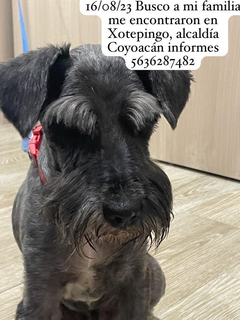 #Encontrado Perro (o perra) schnauzer, corte de pelo reciente, color gris oscuro, pecho blanco, collar rojo. 16/ago/23, Xotepingo, Coyoacán, CDMX. Se busca a su familia.
