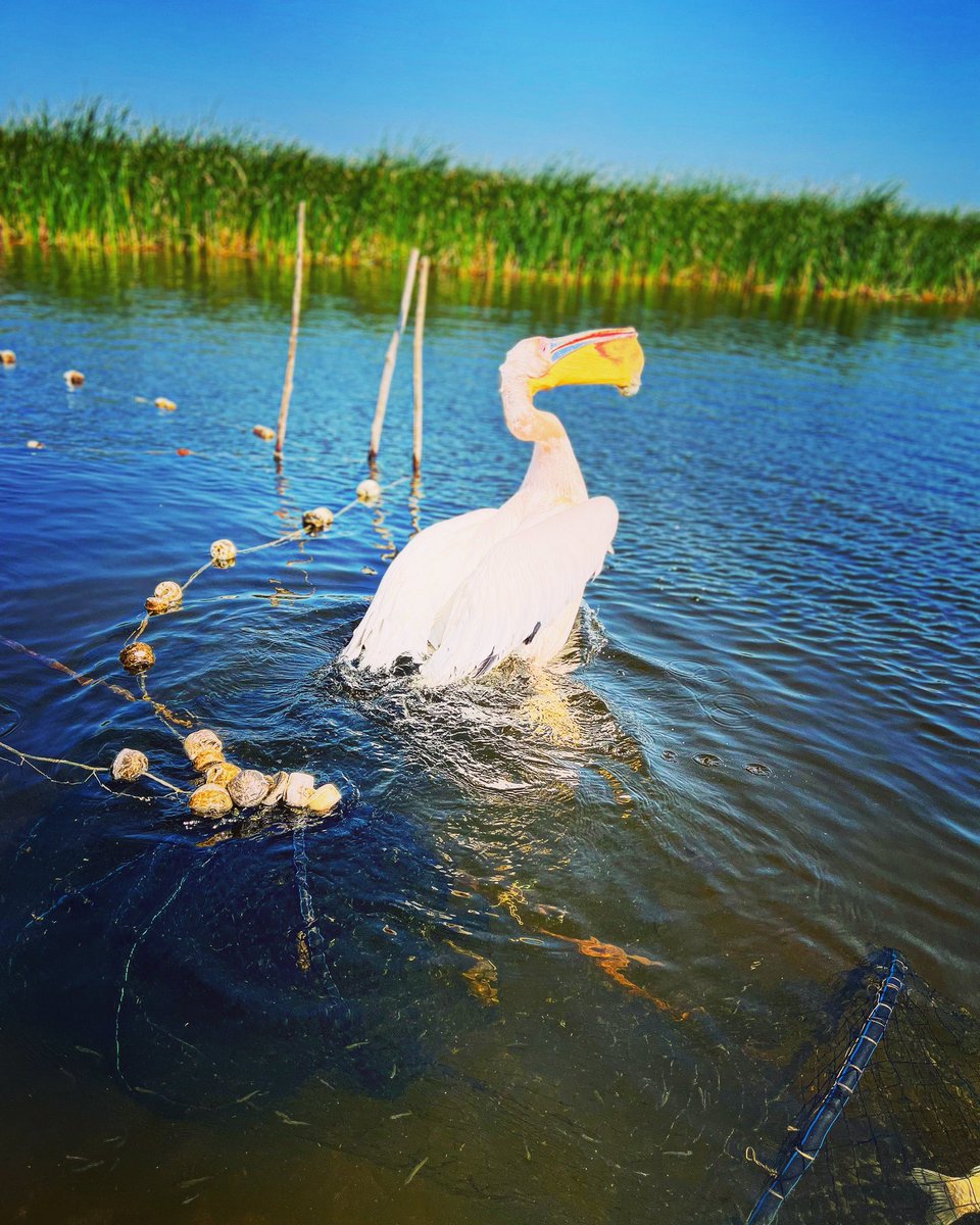#romania🇹🇩 #danubedelta #deltadunarii🐸🐠🌾 #pelican #savingwildlife #tulcea #lakeview #laculmatita #boatlife #boattrip⛵️🌊⚓️