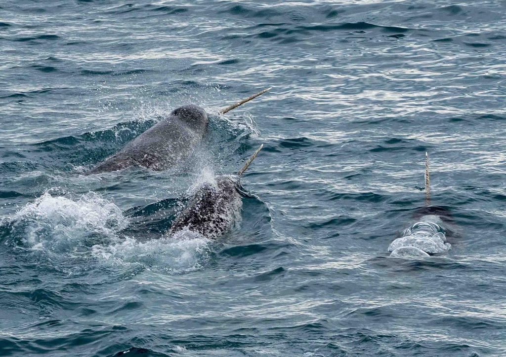 Several thousand images later… Narwhal tusks @lindbladexpeditions