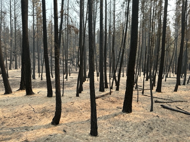 Robert W Gray tweet media