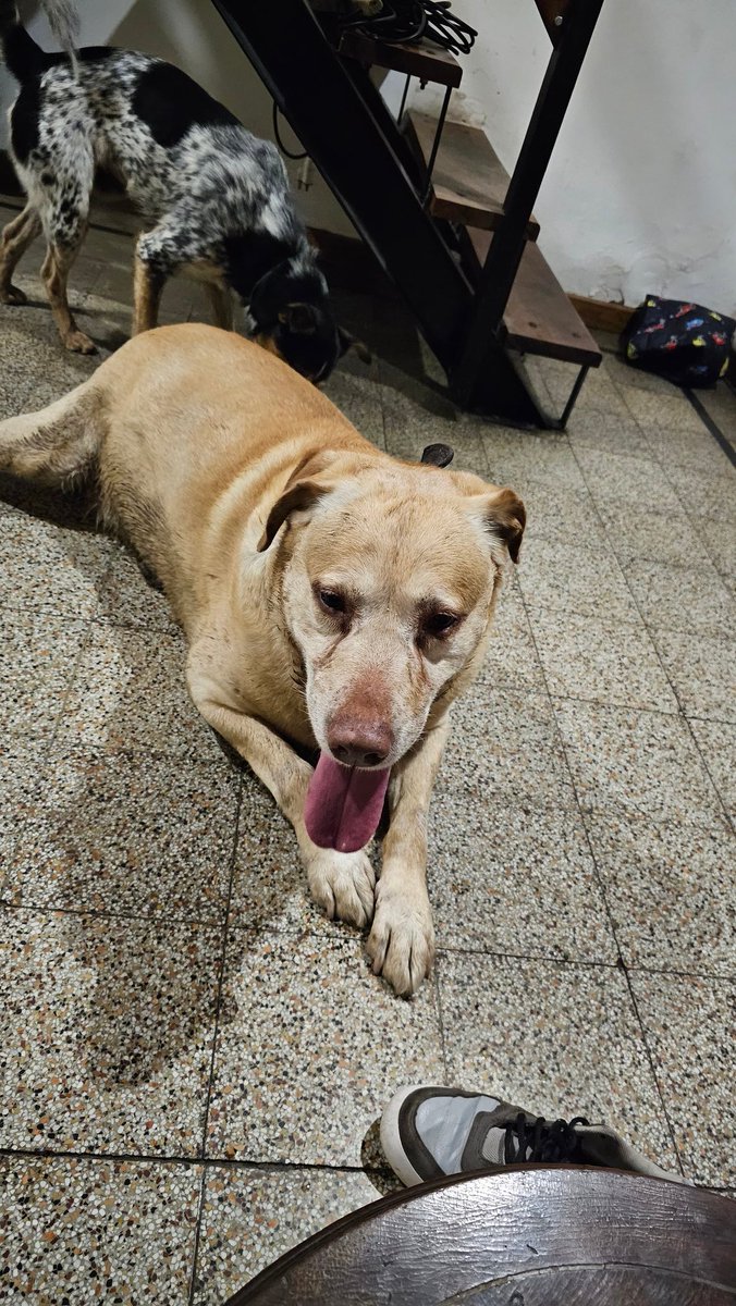 LucaCuquejo's tweet photo. Gente encontré este perro em Hurlingham, está angustiado y se nota que es de alguien. Si pueden RT se agradece :) https://t.co/NarrVN8IBa