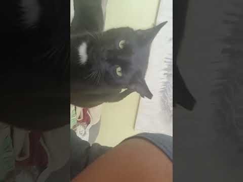 MadeBeautifulan's tweet photo. Please support my GoFundMe campaign: https://t.co/9LheOdnq0I #GoFundMe #CatsofTwittter #gofundmedonations #please https://t.co/jg0pTg8p8T