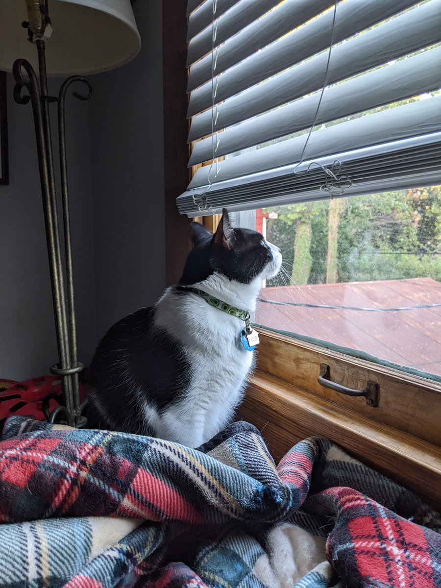 Pepper longs for the outdoors.  He is not to go outside, though.