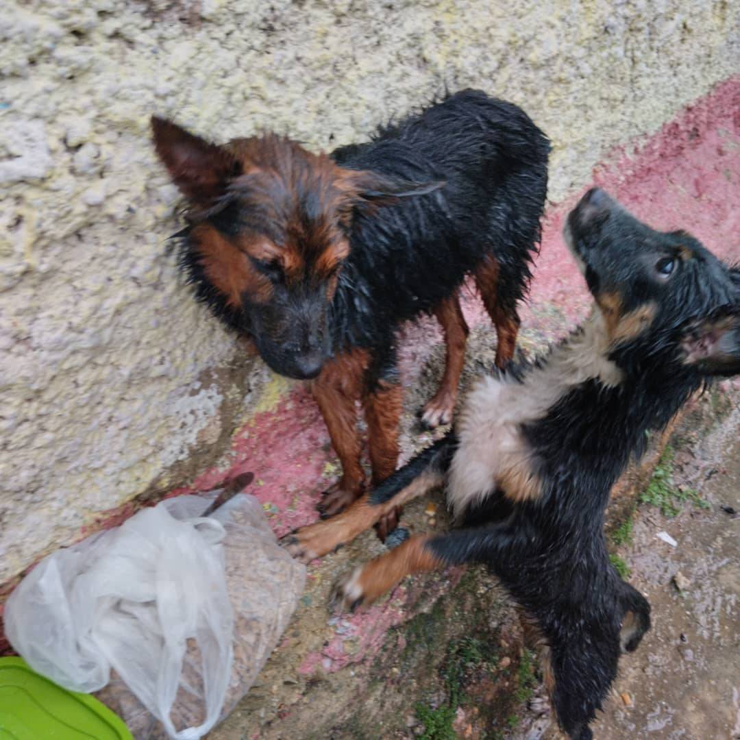 Reporta <a href="/Dani_dirm/">Daniela</a>: cachorritas necesitan resguardo,dueños las echaron a la calle,llevan días esperando afuera de la casa para que les abran pero las echan,les ha caído aguaceros,están muy desnutridas,tienen 5 meses,necesitan AYUDA URGENTE POR FAVOR 😭🙏🏻🐾 0412-9623506,Caracas