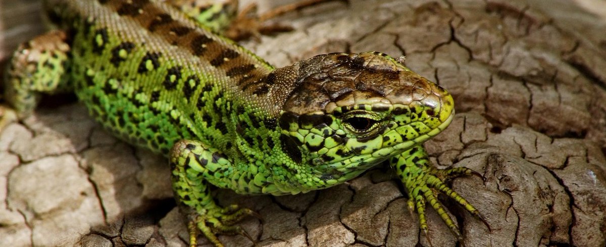 The Wild Genes Group (@wildgenesgroup) on Twitter photo 🦎New paper: Effect of MHC and inbreeding on disassortative reproduction: A data revisit, extension and inclusion of fertilization in sand lizards. Pub via <a href="/WileyEcolEvol/">Wiley Ecology & Evolution</a> <a href="/Ecol_Evol/">Ecology and Evolution</a>.
wildgenesgroup.com/2023/08/18/eff…
#SandLizard 🦎New paper: Effect of MHC and inbreeding on disassortative reproduction: A data revisit, extension and inclusion of fertilization in sand lizards. Pub via <a href="/WileyEcolEvol/">Wiley Ecology & Evolution</a> <a href="/Ecol_Evol/">Ecology and Evolution</a>.
wildgenesgroup.com/2023/08/18/eff…
#SandLizard