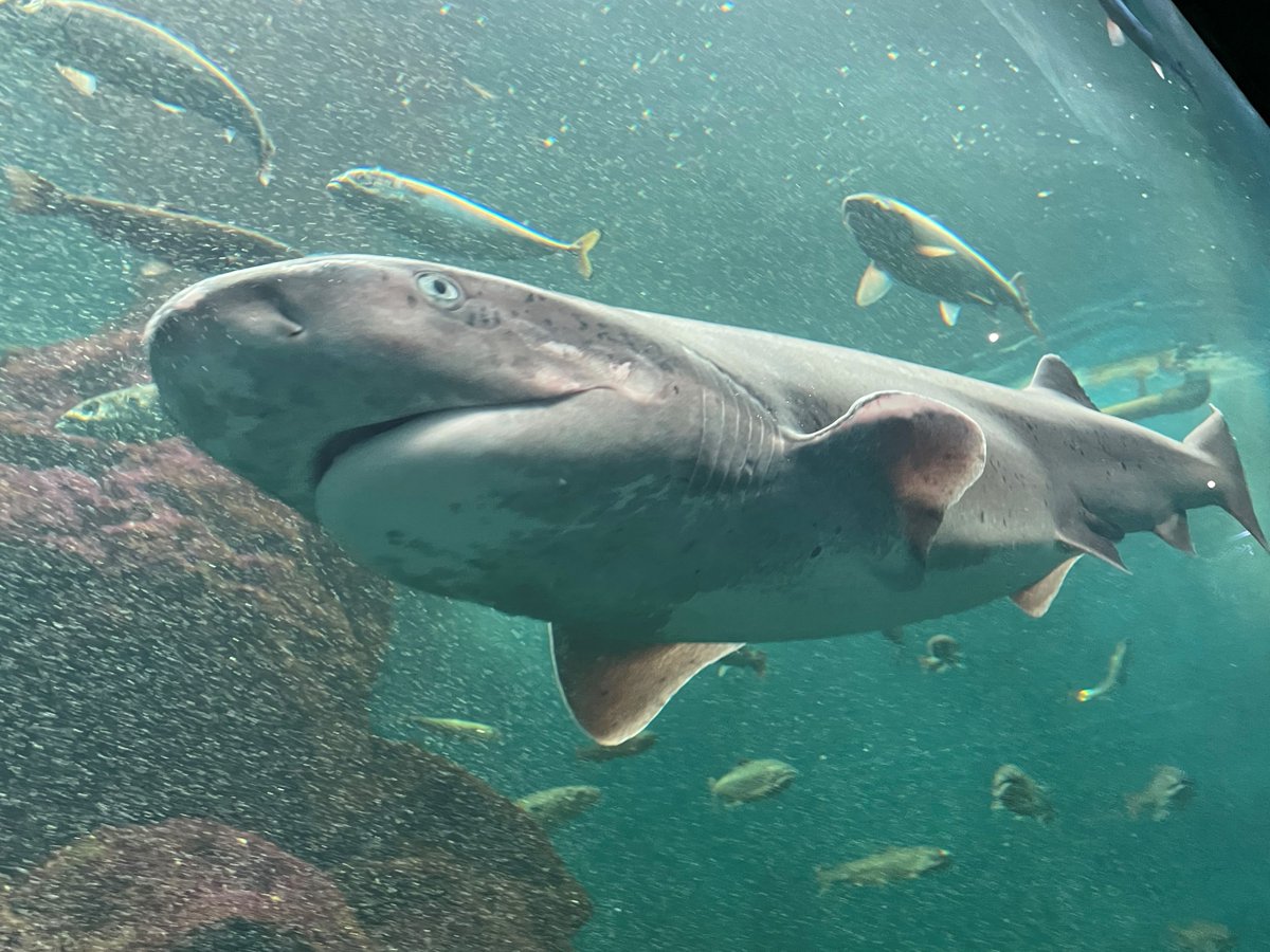 サメ エクスプローリングラボネイチャー ホホジロザメ｜バンダイ ホビーサイト