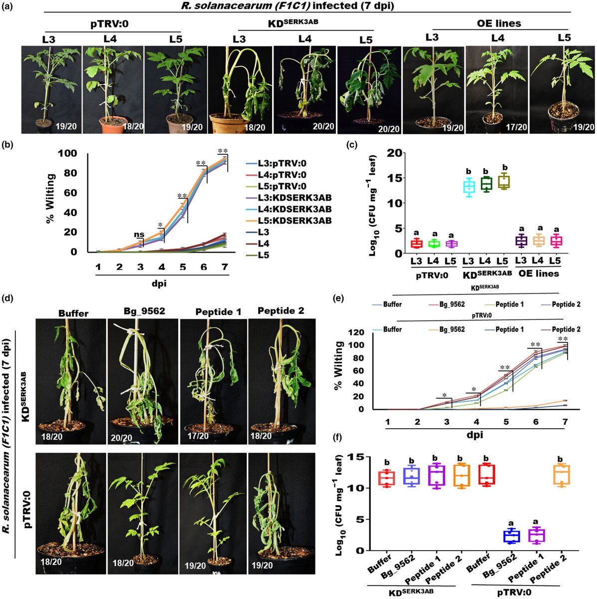 Plants perceive the prophage tail-like protein of Burkholderia bacteria as a MAMP to mount immune responses

Kumar Chandan et al. <a href="/jmsgopal1/">Gopaljee jha</a> <a href="/NIPGRsocial/">BRIC-NIPGR</a> <a href="/Ravindrajha12/">Ravindra K Chandan</a> <a href="/rahuls697/">Rahul kumar</a> <a href="/Kabya29kristi/">Kristi Kabyashree</a> <a href="/SunilYa15087321/">Sunil Yadav</a> <a href="/roy_rmandira8/">Mandira Roy</a> <a href="/dsnanowizard/">DURGA MADHAB SWAIN</a>

📖 ow.ly/YRz650PyPxA