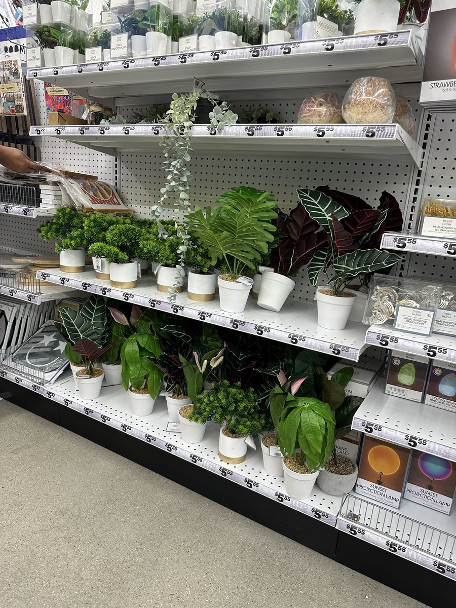 Synthia Salomon tweet media