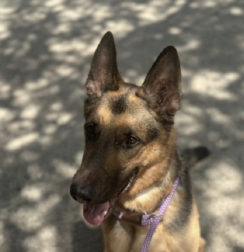 TomJumboGrumbo's tweet photo. HE’S BACK, Kalo 174980’s world fell apart when his family surrendered him for their allergies. A 4yo who is usually friendly with kids, strangers and dogs is now so stressed and overwhelmed. A GOOD BOY who’s TBK in NYCACC Saturday, he’s adoptable from any location but is now restricted to a single pet home with kids age 13+. Please let’s save him: pledge retweet Kalo!

https://t.co/u7jGUkEJaw