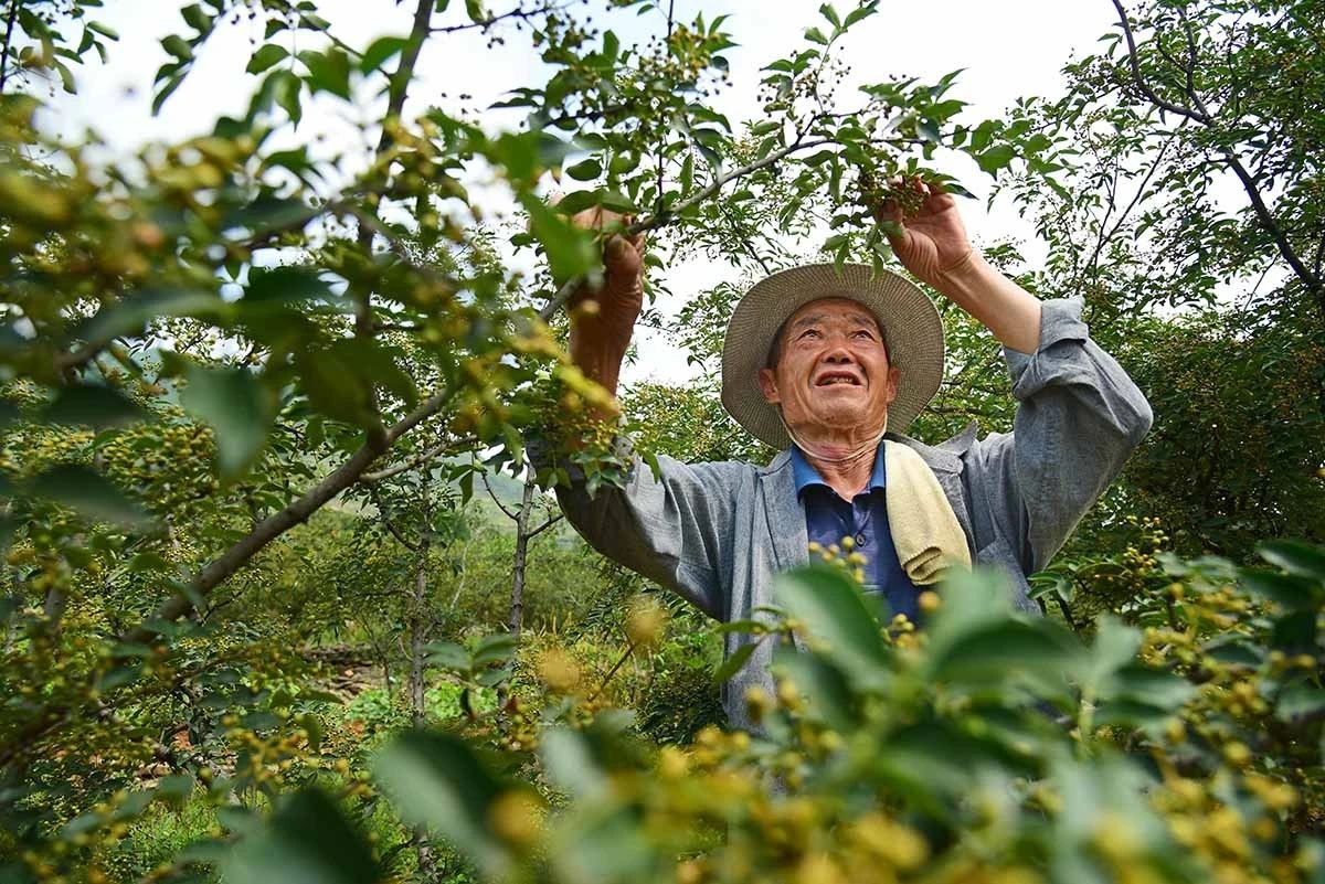 ZaozhuangChina's tweet photo. Farmers in #Shanting District, #Zaozhuang are harvesting Zanthoxylum bungeanum these days. As one of the important producing areas of this spice, over 6,000 tons per year are produced in this district. https://t.co/KoZVvs3PlI