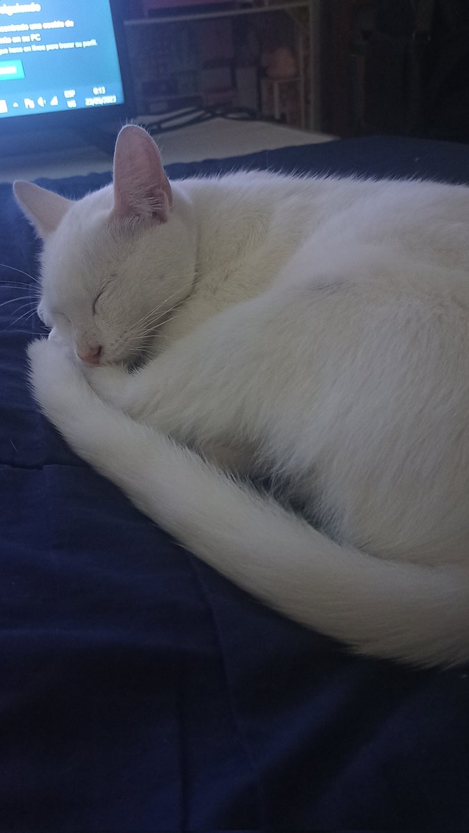 Extraño llegar a casa y verlo así durmiendo en mi cama. Los gatitos nunca deberían morir 💔