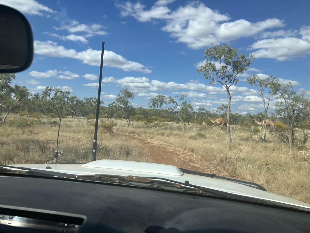 EverickHF's tweet photo. #FieldworkFriday It isn't often that you spot a camel in the wild! Our team has recently been working in Kalkadoon country. #Everick is privileged to work with Traditional Custodians across the diverse #landscapes of Australia. #culturalheritage #heritagematters https://t.co/JxUuRCObSG