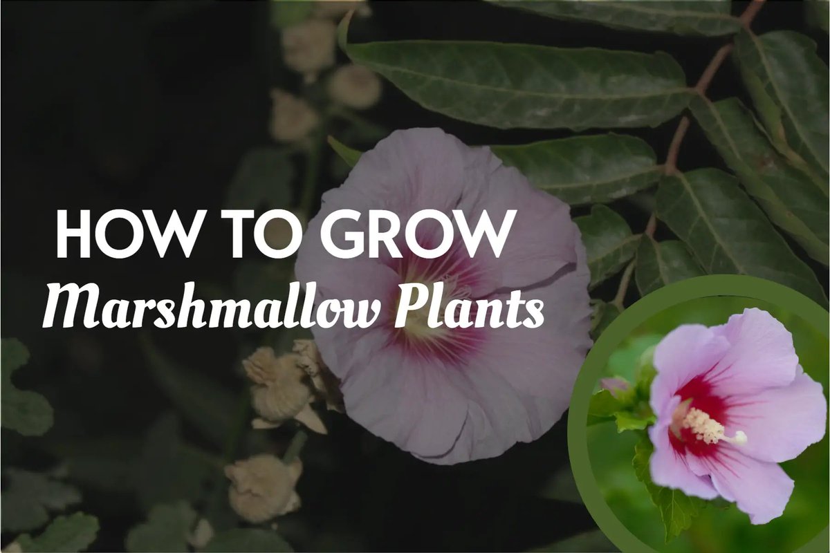 easymulch's tweet photo. How To Grow Marshmallow Plants https://t.co/i8towaaIoW https://t.co/pB66MCxbhs