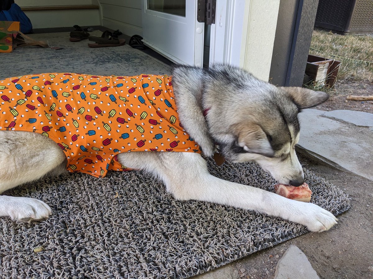 E_R_A_writes's tweet photo. Keeping the pup comfortable with an icy-cold cooling vest and a frozen bone. #heatwave #seattleheatwave #pupsicle #dogdays #husjy https://t.co/5Xxw7ZZOmv