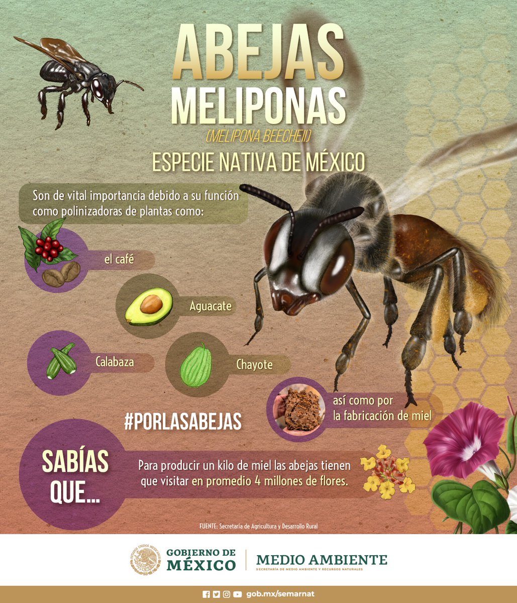 La #AbejaMelipona, especie nativa de 🇲🇽, es de gran importancia, no sólo para la producción de miel, sino también por los beneficios que aportan al medio ambiente y la producción de alimentos como polinizadores. #PorLasAbejas #DíaNacionalDeLaAbeja #SomosMedioAmbiente 🐝🍯🌸🌼🌺