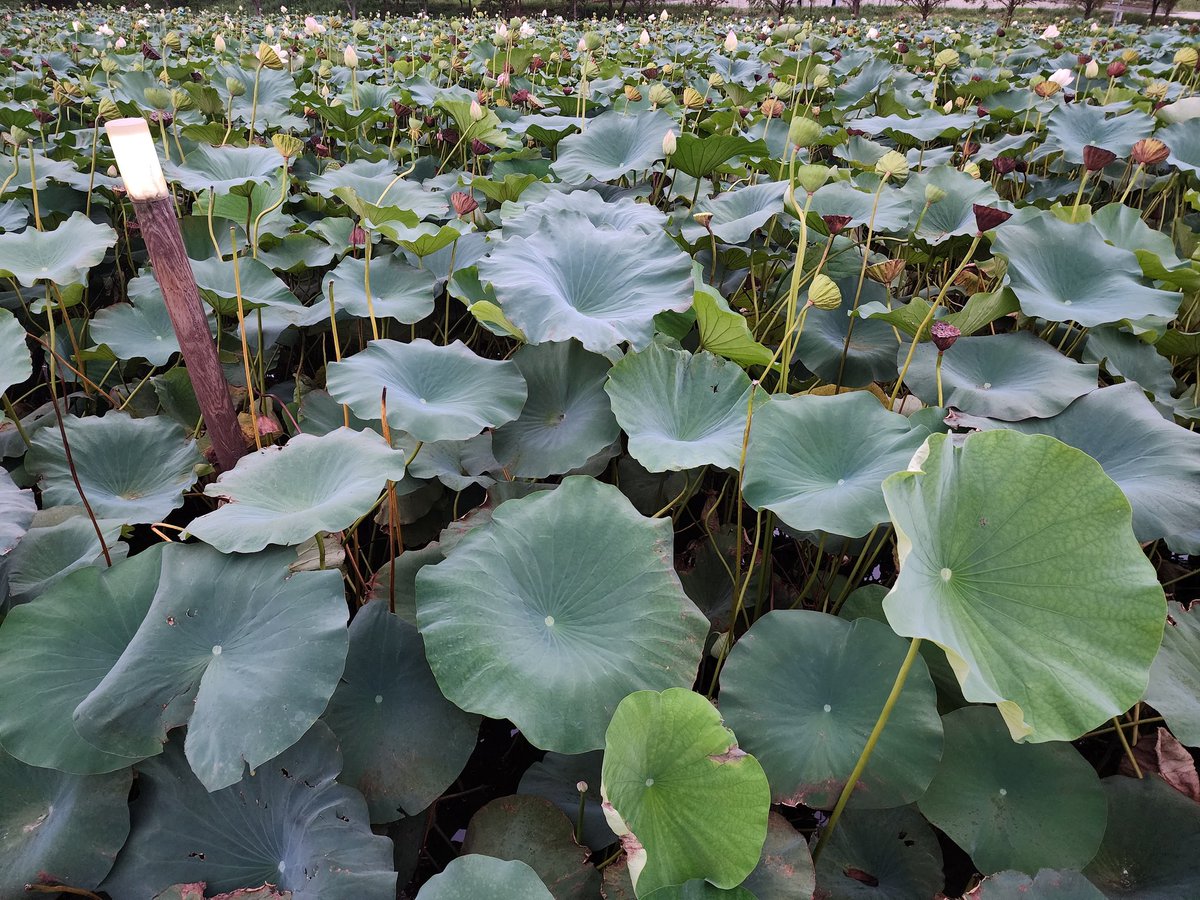 연꽃이 멋드러지게 피었네요.^^