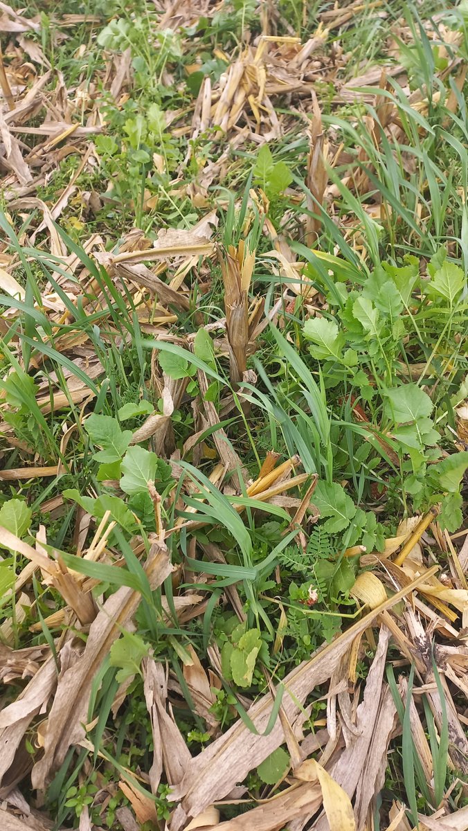 Maíz recién cosechado, con cultivo de servicio multiespecie de vicia, nabo forrajero, sarraceno y trigo, voleado en maíz en marzo. #agriculturaregenerativa #cultivosdeservicio