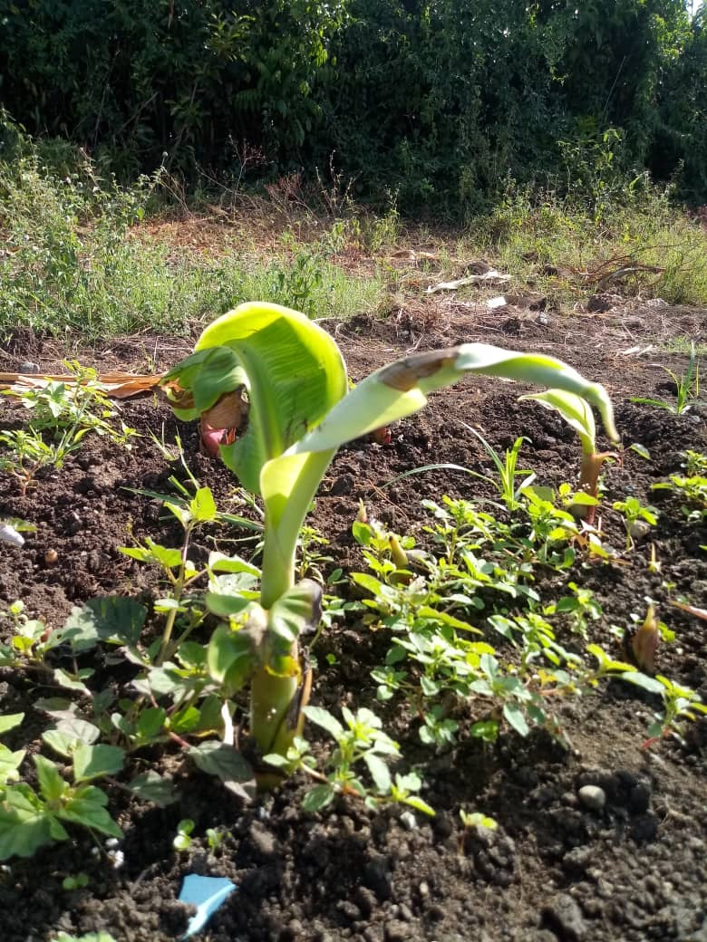 RCubaAmpp's tweet photo. @portalcayomambi 
#FrankPaís.continua la producción de alimentos.
#VamosPorMas. https://t.co/RA5rd94jNN