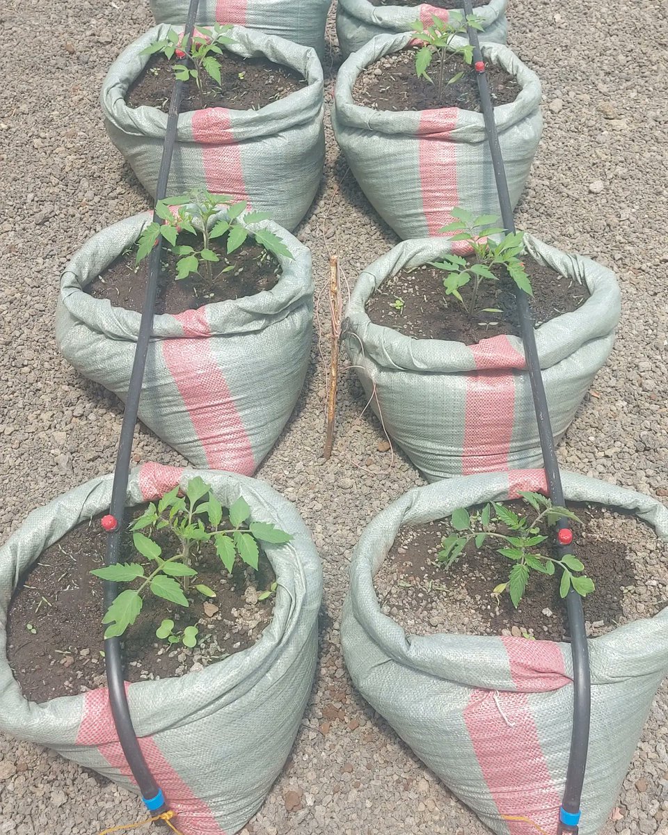 <a href="/AgriSmartTv1/">Agri Smart Tv</a> Urban Farming, u can farm anywhere. Agriculture is beautiful  <a href="/WorldVegCenter/">World Vegetable Center (WorldVeg)</a>