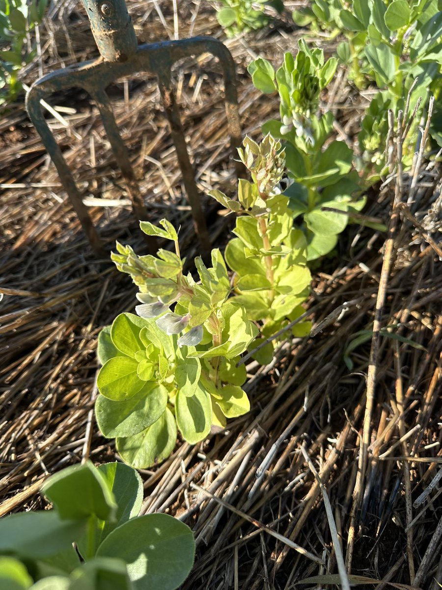 Faba beans are always a strong indicator of any aluminium at depth. April sown fabas patchy & struggling to nodulate whilst other areas look good. Ideal time to start 5cm pH testing to check for an acid throttle & guide lime requirements.