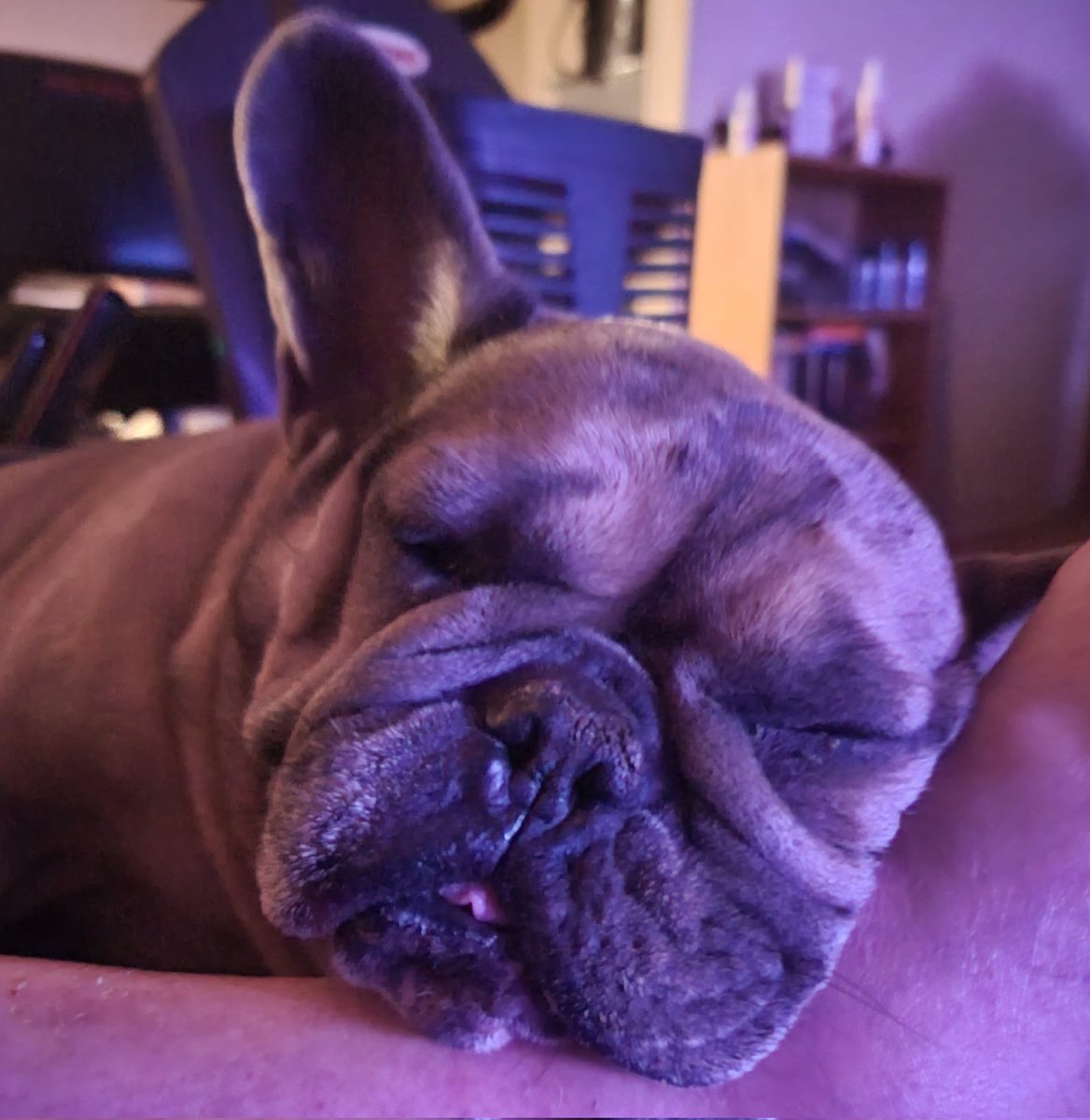 FurpectFrenchie's tweet photo. Oh my Darlin, how I love your squishy face!! 😍 ❤️🐾
https://t.co/74pWm24YX5 https://t.co/xWTgszK2z1
