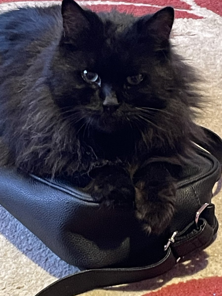 Sarah_Jane74656's tweet photo. @JeriLRyan My wee fella Sevie he’s 12 😻#BlackCatAppreciationDay https://t.co/UcEVpuz8LY