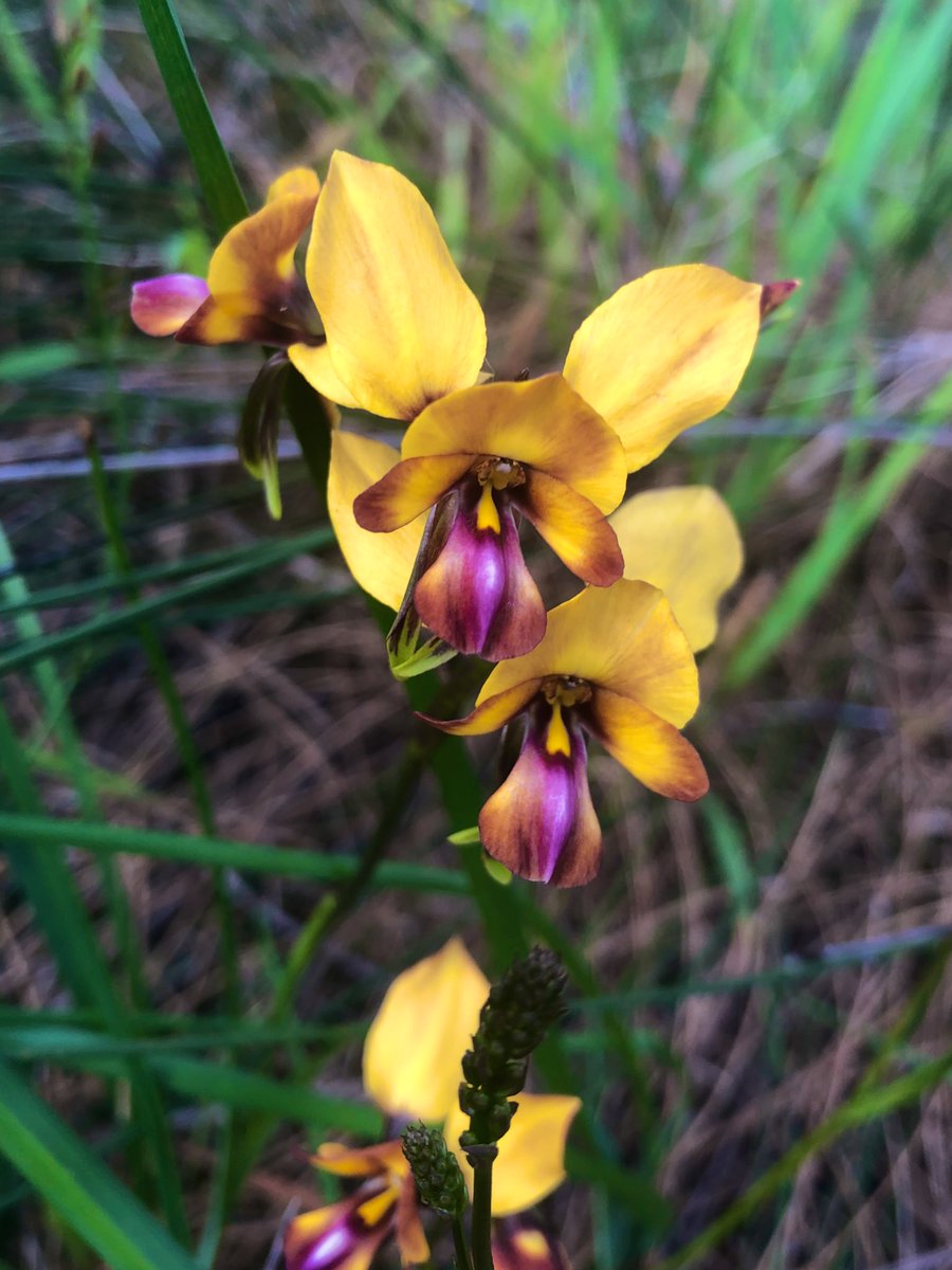 Ashley Jenkin tweet media