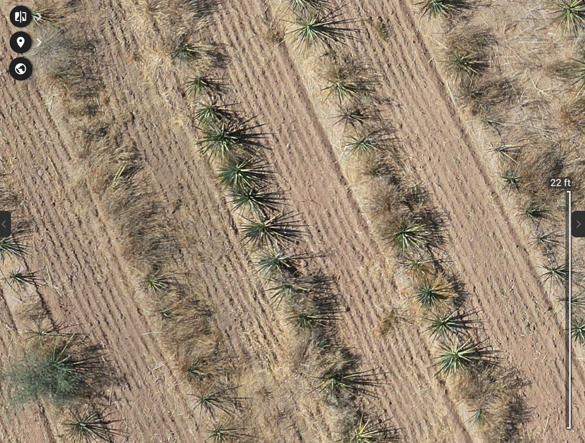 AgriPV10's tweet image. Hoy estuve analizando estos dos cultivos de agave para producción de bacanora. 
Hice la recolección de imágenes con el Mavic Air2S. Después las procesé usando #PIX4DFields y generé el índice de vegetación VARI. Pero, ¿qué diablos es eso? Ahora te explico 🧵
