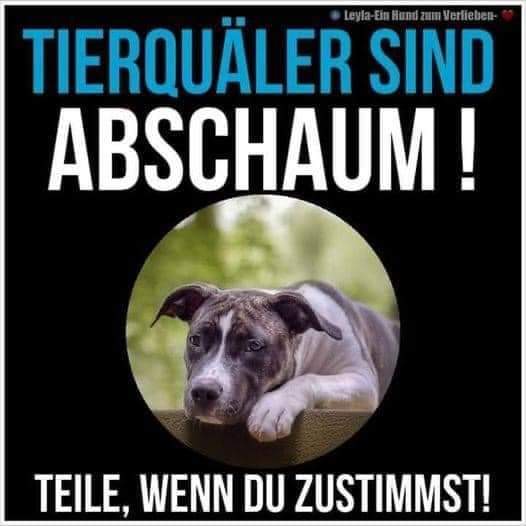 Alf131281's tweet photo. Dazu zählen für mich auch diese Menschen, die jeden Tag unzählige Fellkinder einfach aussetzen🤬gestern Border 7 J. NICHT kastriert MUSS sofort weg,man habe jungen Hund sich ausgesucht und nur Geld und Zeit für einen Hund‼️Ich bin nur noch sprachlos und es macht mich echt sauer🤬 https://t.co/GTF6cL0xo1