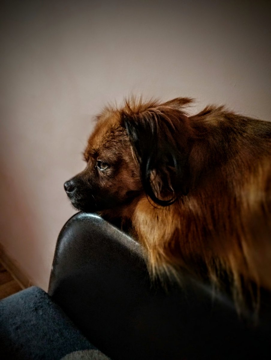 Mikka5155's tweet photo. 🎶"We don't talk about Bruno"🎶
This cute baby is Bruno ❤️❤️❤️❤️❤️

#baby #dog #cute #viral #Nice https://t.co/oEWSHzLM6B