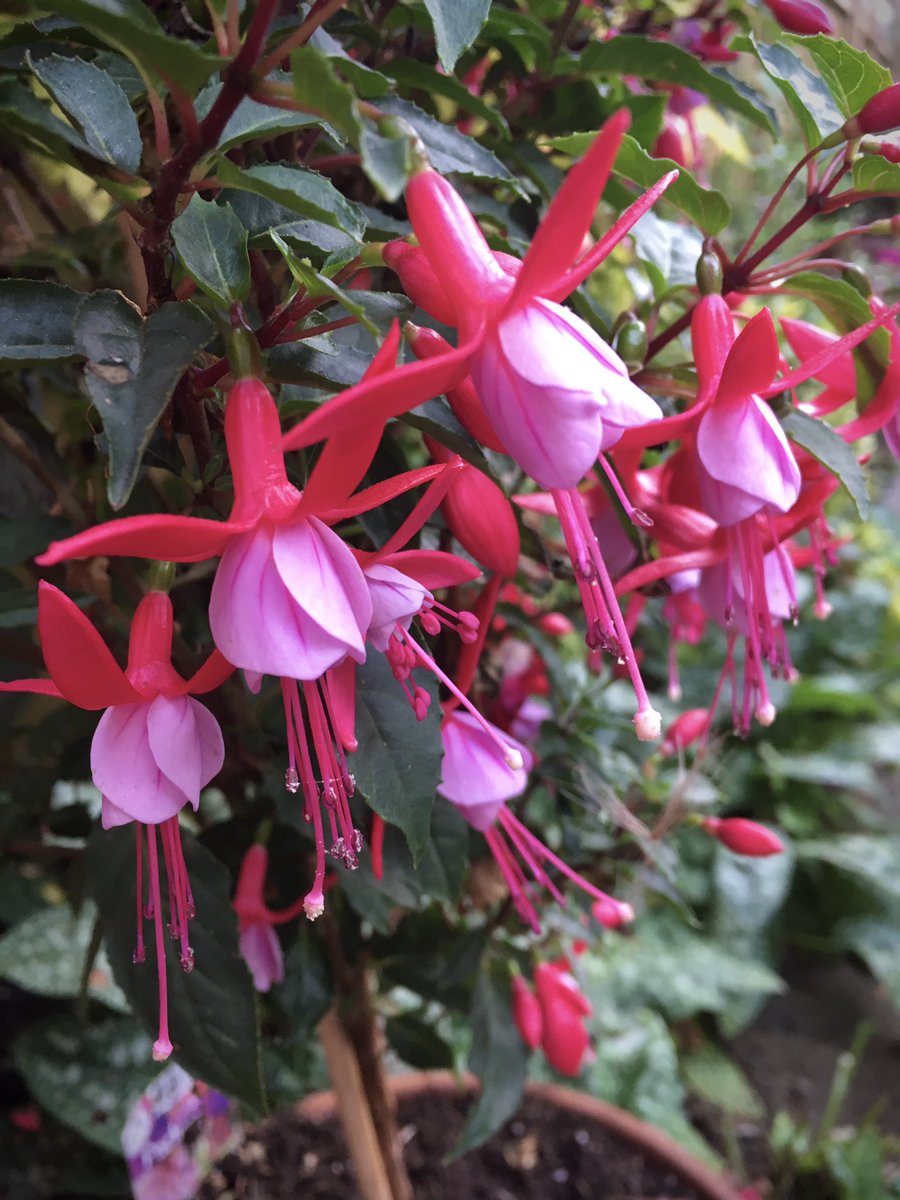 Good morning. My brother got me this fuchsia, the label says fuchsia 17. Does anyone know if it’s hardy or how I look after it during the winter months pls.
Happy Friday
#FlowersOfTwitter #flowersonfriday #fuchsias #gardeners #gardeningadvice