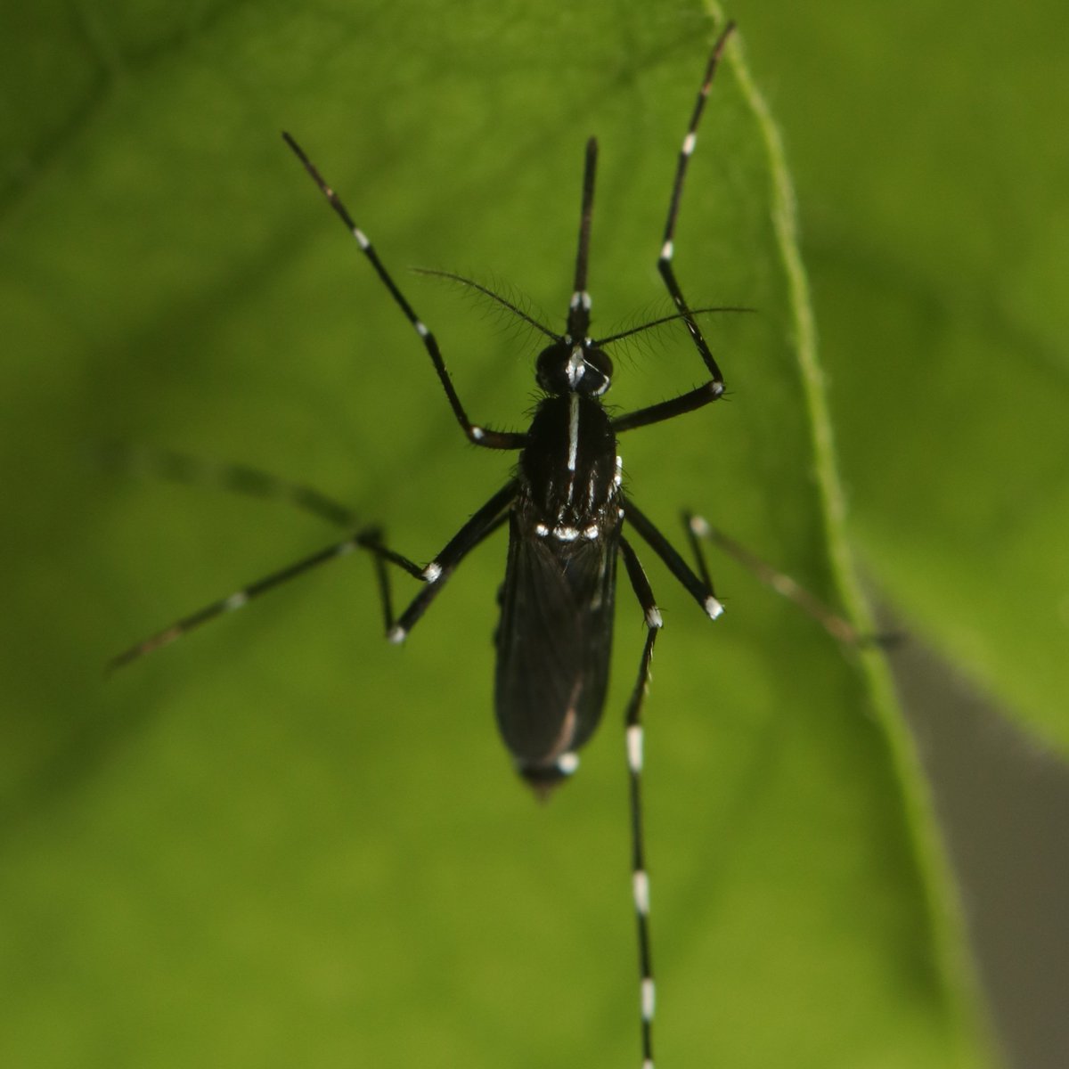 Des moustiques tigres ont été détecté à 3 endroits différents en Belgique  !🦟2 de ces 3 localisations avaient déjà été signalées en 2022. Cela confirme que le moustique tigre à survécu à l'hiver belge.  
Plus d'infos👇
sciensano.be/fr/coin-presse…  
🤝<a href="/ITMantwerp/">Institute of Tropical Medicine Antwerp</a>  <a href="/natuurenbos/">Natuur en Bos</a>
