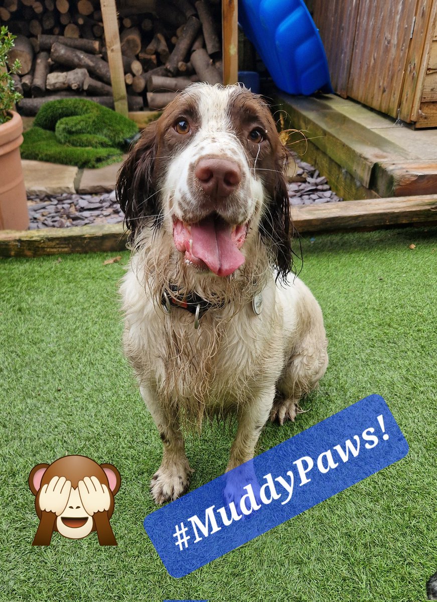 tiredpawshmpdog's tweet photo. Meet Leo, he retired from service nearly a year ago, but whilst his new family went on holiday he paid a little visit to his old handler. He arrived Pearly White 😬 https://t.co/FZUSV3hNIT