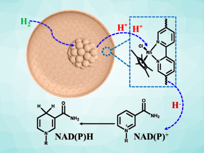 Core-Shell Nanoreactor for NAD(P)H Regeneration: System provides compatibility of metal catalysts and enzymes for chemoenzymatic cascade reductions bit.ly/47EirS0